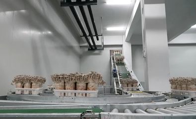 “菇”足干勁促振興 道真六年深耕，技術(shù)推廣服務(wù)孕育5.5億產(chǎn)值奇跡